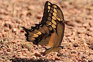 Giant Swallowtail Butterfly